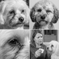 Balsamo smacchiante per macchie lacrimali per cani e gatti