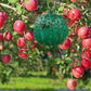 🔥Trappole adesive sospese per moscerini della frutta