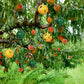 🔥Trappole adesive sospese per moscerini della frutta