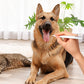 -50% Solo Oggi 🐶🐱 Penna Dentale per Cani e Gatti